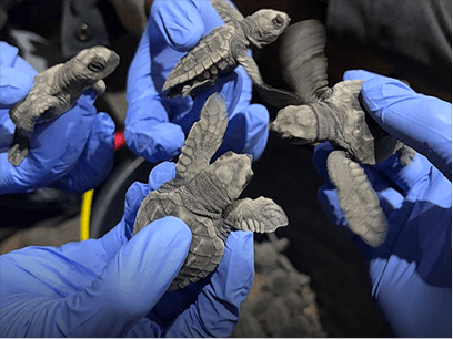 Baby sea turtles being held and logged by hand